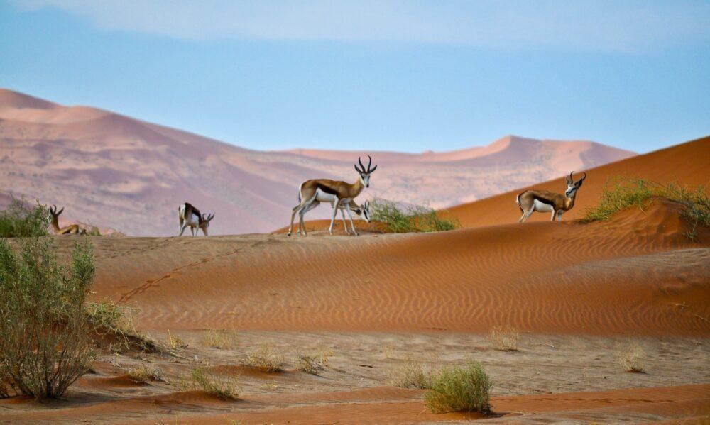 Kirim paket ke Namibia