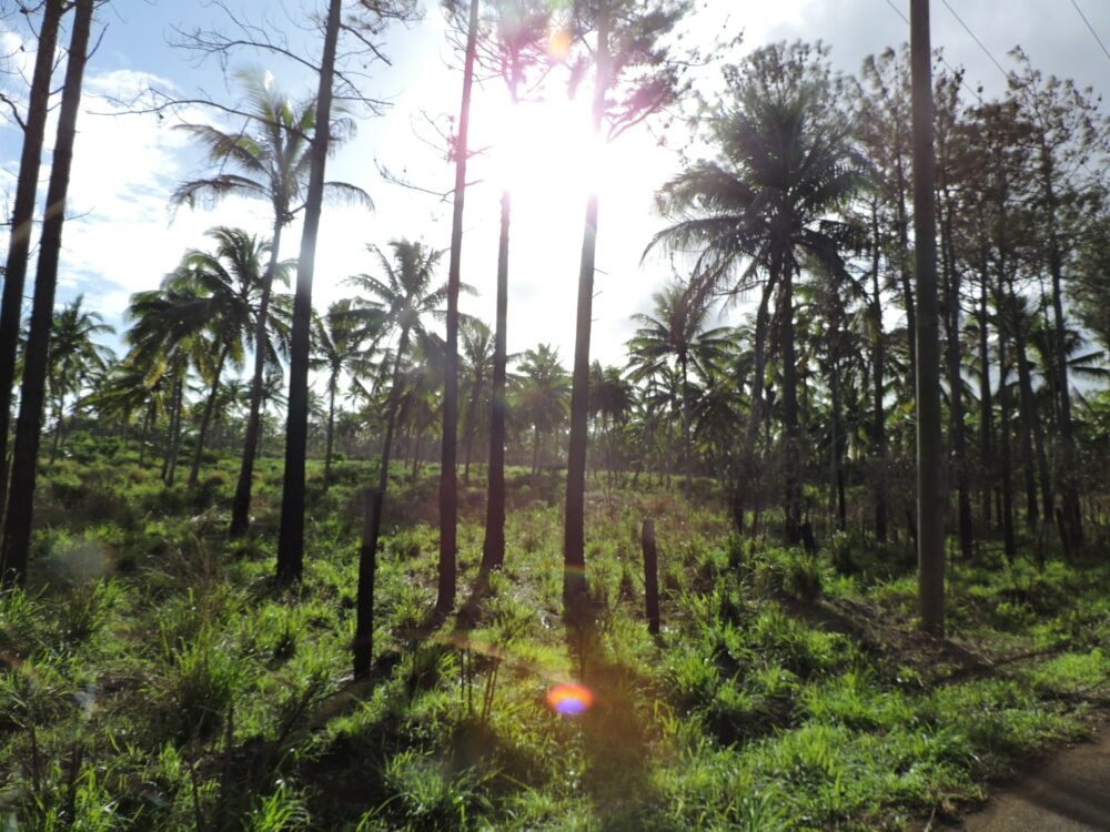 Kirim paket ke Tonga