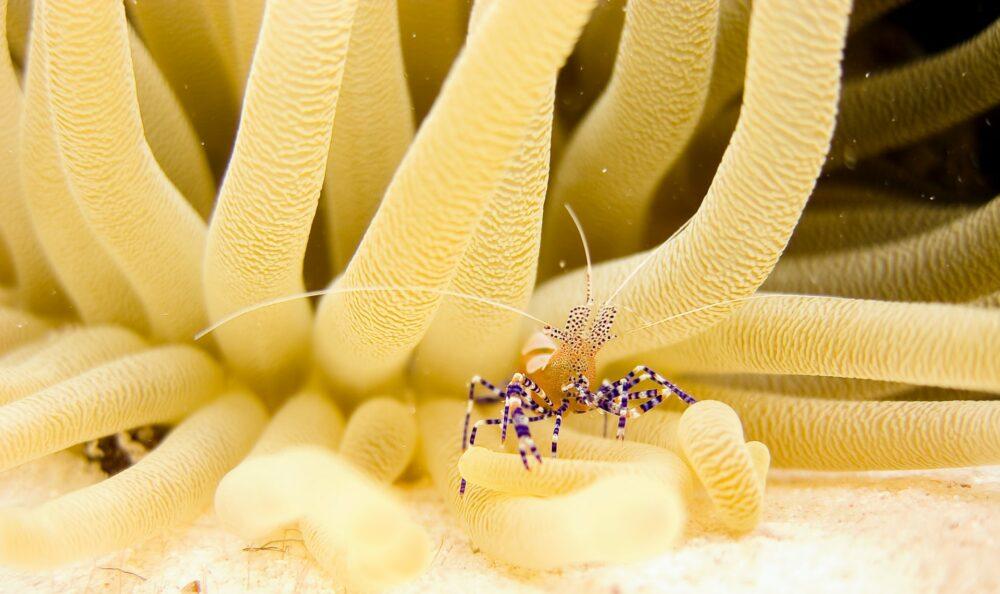 Kirim paket ke Bonaire