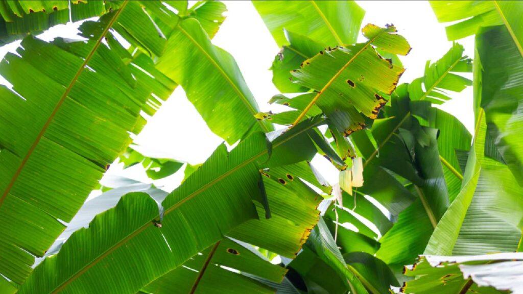 Cara Packing Daun Pisang Untuk Dikirim Ke Luar Negeri